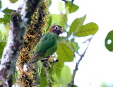 Brown-hooded Parrot - Pyrilia haematotis