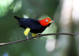 Red-capped Manakin - Ceratopipra mentalis