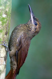 Northern Barred Woodcreeper - Dendrocolaptes sanctithomae