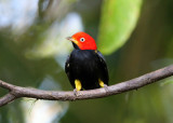 Red-capped Manakin - Ceratopipra mentalis