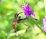 Stripe-throated Hermit - Phaethornis striigularis