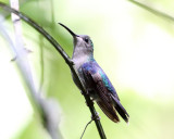 Violet Sabrewing - Campylopterus hemileucurus (female)
