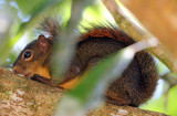 Red-tailed Squirrel - Sciurus granatensis