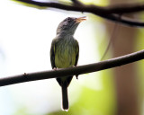 Northern Bentbill - Oncostoma cinereigulare