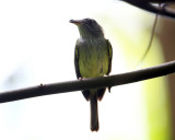 Northern Bentbill - Oncostoma cinereigulare