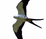 Swallow-tailed Kite - Elanoides forficatus