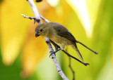 Yellow-bellied Seedeater - Sporophila nigricollis