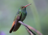 Rufous-tailed Hummingbird - Amazilia tzacatl