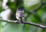 Dusky-capped Flycatcher - Myiarchus tuberculifer