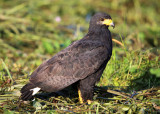 Common Black Hawk - Buteogallus anthracinus