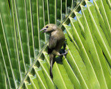 Palm Tanager - Thraupis palmarum