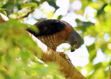 Double-toothed Kite - Harpagus bidentatus