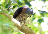 Double-toothed Kite - Harpagus bidentatus