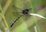 Panamanian Leaftail - Phyllogomphoides appendiculatus