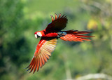 Scarlet Macaw - Ara macao