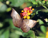  Pale Sicklewing - Achlyodes pallida 