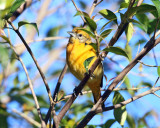 Baltimore Oriole - Icterus galbula