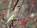 Cedar Waxwing - Bombycilla cedrorum