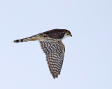 Merlin - Falco columbarius