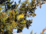 Pine Warbler - Setophaga pinus