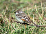 Ash-throated Flycatcher - Myiarchus cinerascens