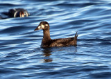 White-winged Scoter - Melanitta fusca