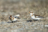 Snow Buntings - Plectrophenax nivalis