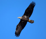 Bald Eagle - Haliaeetus leucocephalus