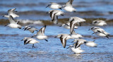 Sanderling - Calidris alba