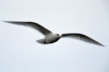 Glaucous Gull - Larus hyperboreus