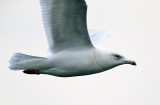 Glaucous Gull - Larus hyperboreus