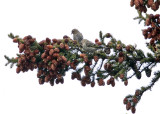 Pine Siskin - Spinus pinus