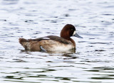 Lesser Scaup - Aythya affinis