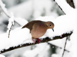 Mourning Dove - Zenaida macroura (in the snowstorm)