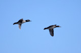 Hooded Mergansers - Lophodytes cucullatus