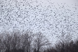Mixed blackbird flock of thousands of birds