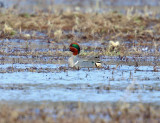 Green-winged Teal - Anas crecca 
