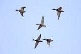 Mallards - Anas platyrhynchos