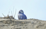 Snowy Owl - Bubo scandiacus