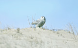 Snowy Owl - Bubo scandiacus