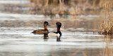 Ring-necked Ducks - Aythya collaris