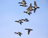 Ring-necked Ducks - Aythya collaris