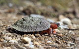 Wood Turtle - Clemmys insculpta