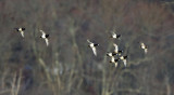 Ring-necked Ducks - Aythya collaris
