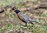 American Robin - Turdus migratorius