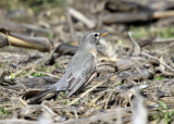 American Robin - Turdus migratorius