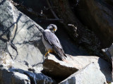 Peregrine Falcon - Falco peregrinus