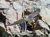 Peregrine Falcon - Falco peregrinus