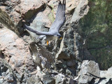 Peregrine Falcons - Falco peregrinus (mating)