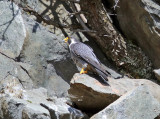 Peregrine Falcon - Falco peregrinus